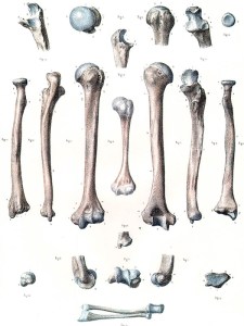 knochen-arm