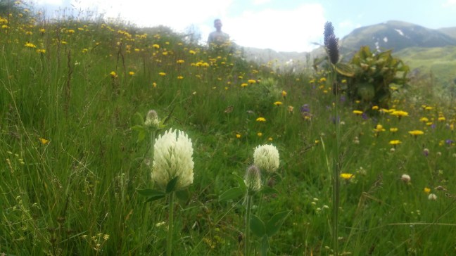 blumen chevsureti georgien