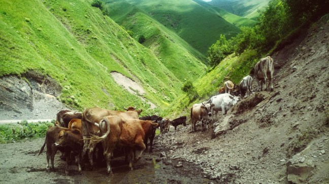 chevsureti cows georgia