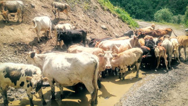 chevsureti kuh georgien