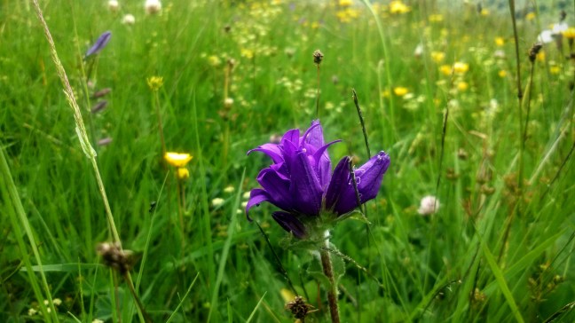 wiesenblumen chevi georgien