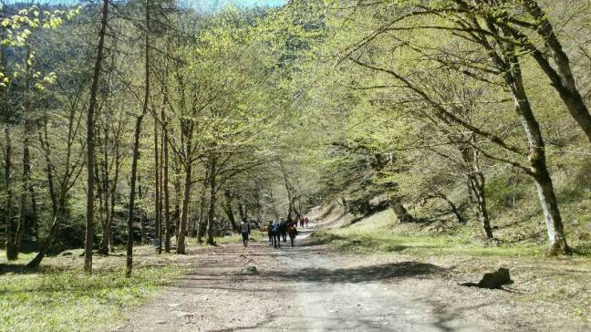 fruelingswald_borjomi