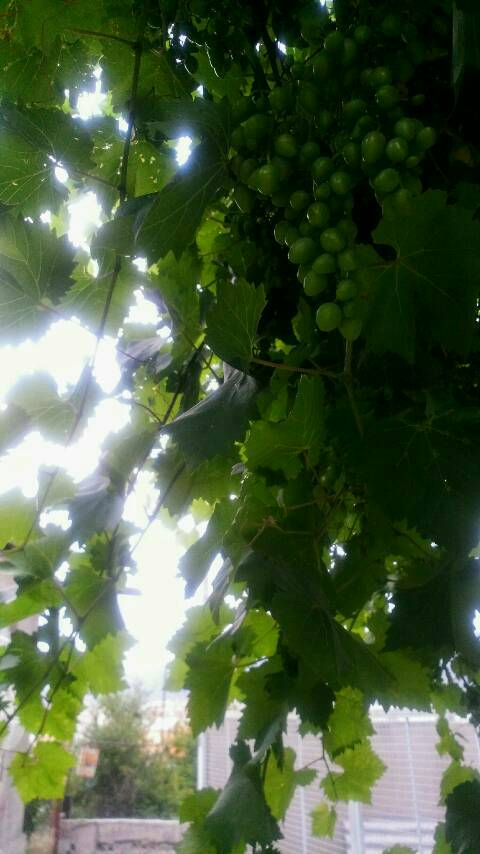 trauben_tiflis