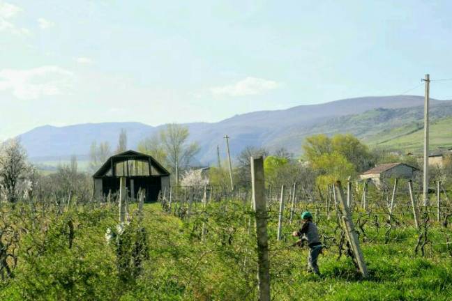 die Pflege der Reben im Frühjahr, Georgien