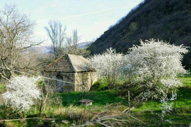 die Bienen fliegen aus, es blüht leuchtend in der Atenischlucht