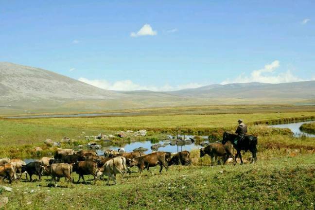 kuherde-kaukasus.jpg