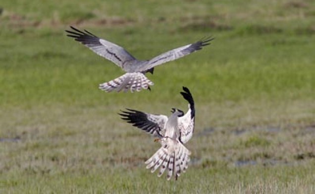 Zwei Steppenweihen im Javakheti-Nationalpark