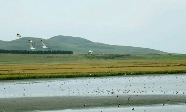 bugdashenisee mit Pelikanen im Südwesten von Georgien