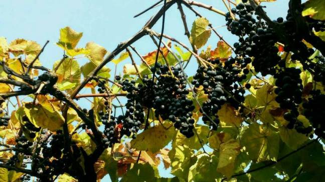 saperavi-trauben.jpg