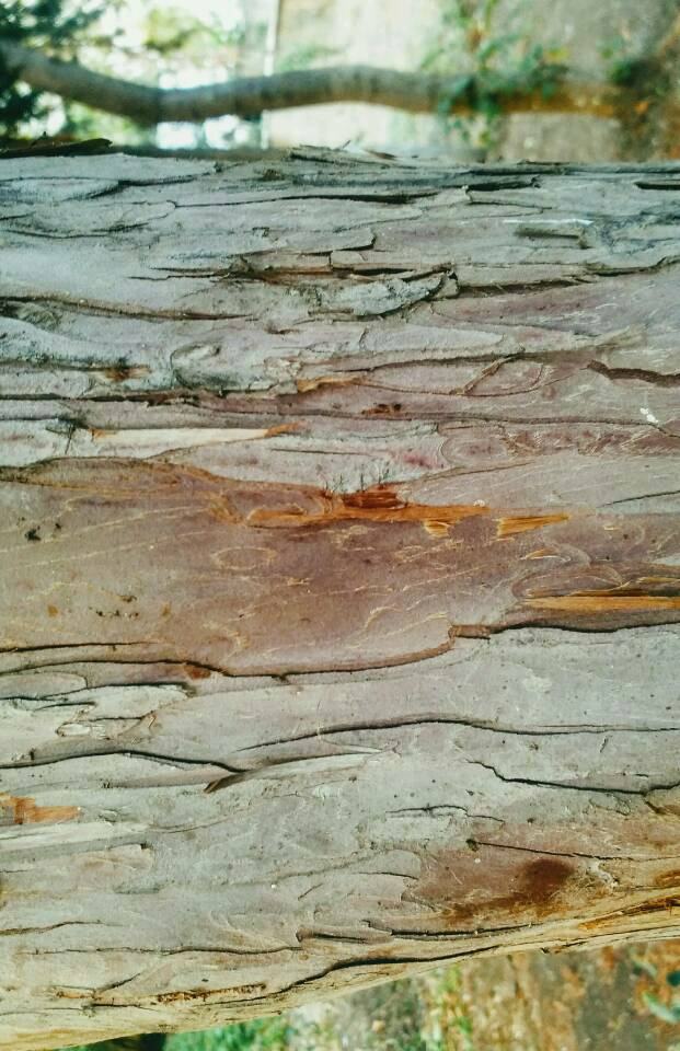 Wie ein gefällter Baum krank im Bett liegen