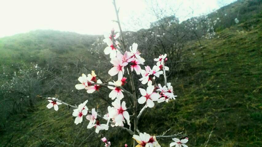 Der Kirschpflaumenbaum ist im Kaukasus heimisch