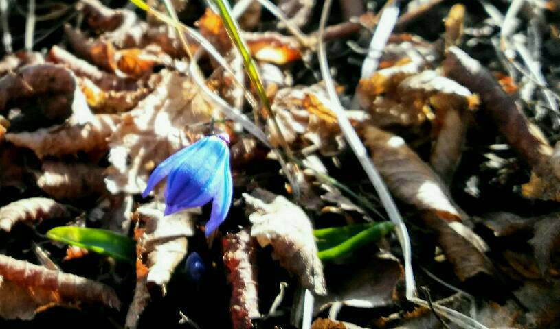 Sibirischer Blaustern oberhalb Tbilisi
