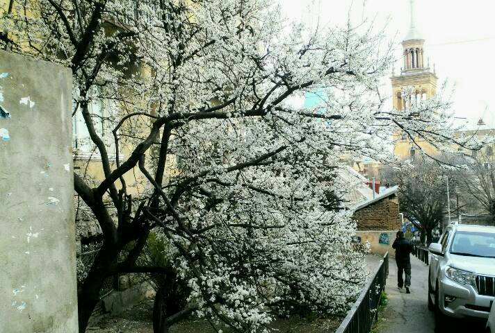Die Bäume blühen weiss im Quartier Mta Zminda in Tiflis