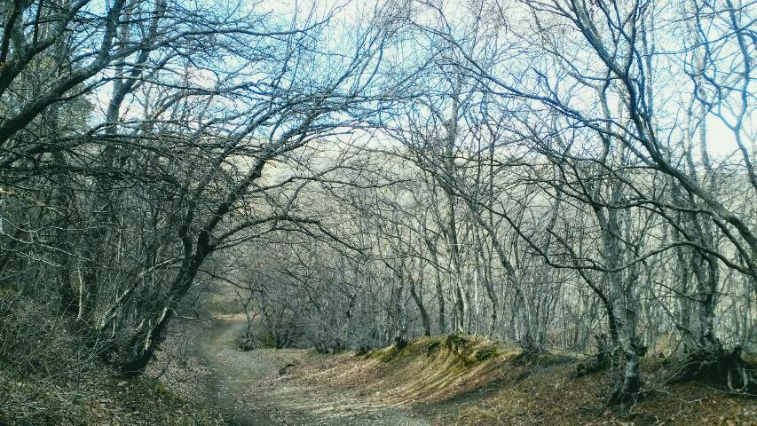 Nachtigallenwald oberhalb der Hauptstadt von Georgien