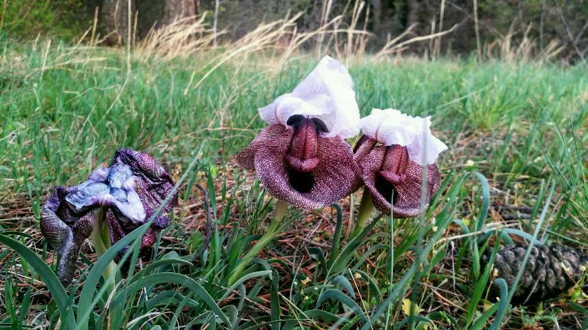 Die Iberische Iris mag es eher trocken, wobei sie auch Minustemperaturen übersteht