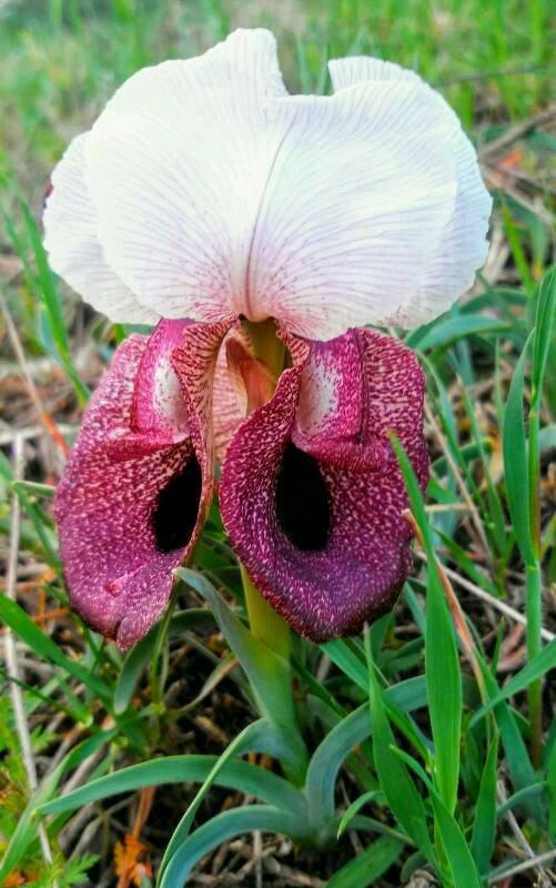 An einem Hügel der Stadt Tiflis finden sich sehr seltene Blumen