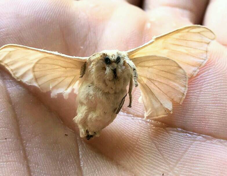 Der Körper des Seidenfalters sieht aus wie ein Kokon