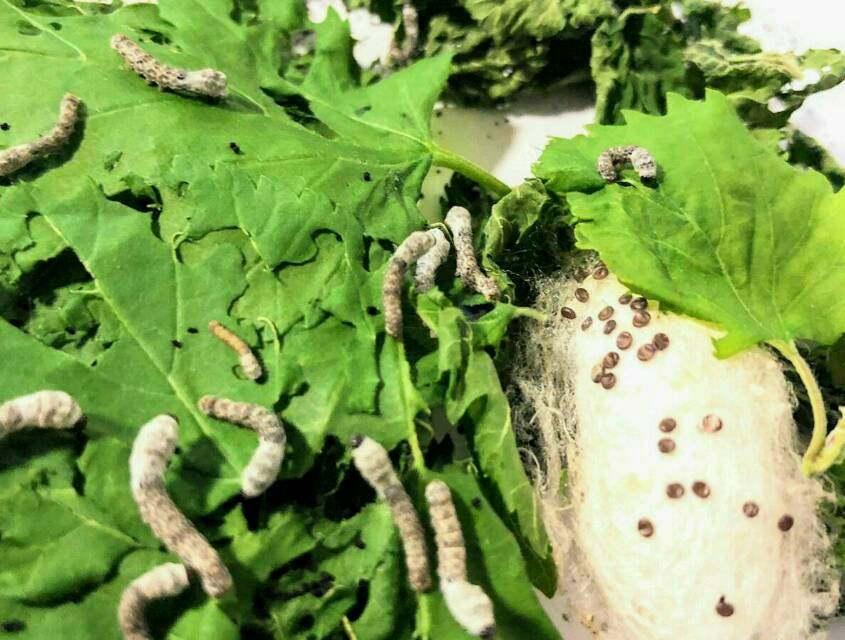 Junge Seidenraupen fressen Maulbeerblätter