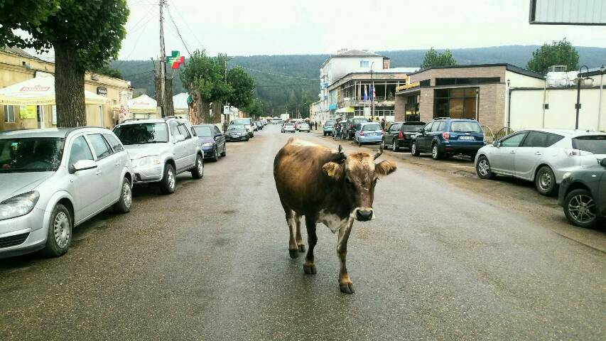 eine Kuh in Tsalka, Südwestgeorgien, auf ihrem Spaziergang. Sie schaut prüfend in die Welt.