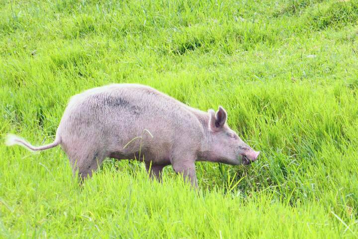 In Mingrelien gibt es viele Schweine auf Strassen und Wiesen!