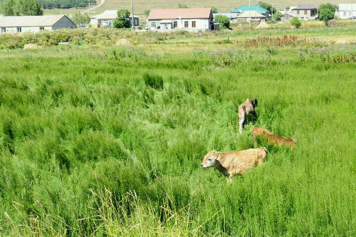 süsse Kälblein im Sumpfgras bei Tabatskuri