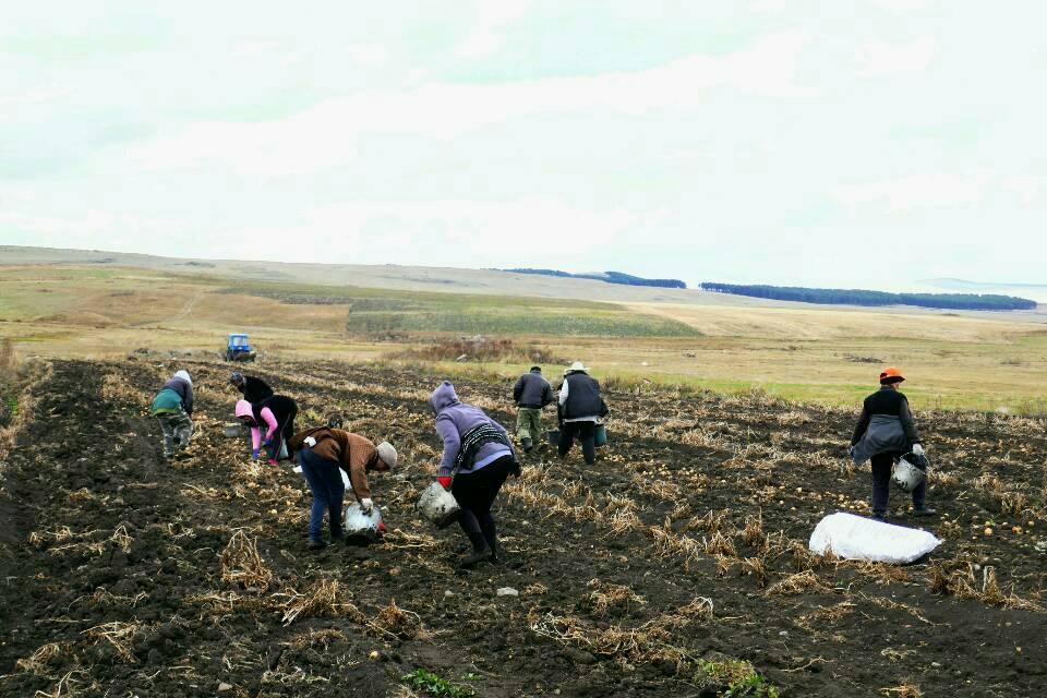 Die Frauen rund um Maxims Familie bei der Kartoffelernte