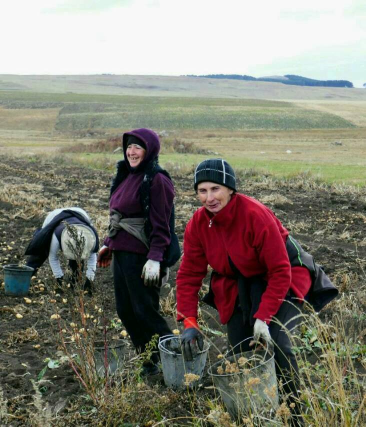 Neben der Ernte kommt auch das Lachen nicht zu kurz
