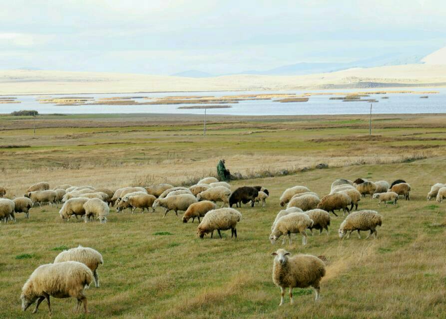 Hirte mit seiner Schafherde am Khanchalisee