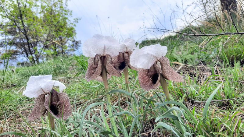Wie Mannequins stehen die Iberischen Schwertlilien im Feld. Tbilisi