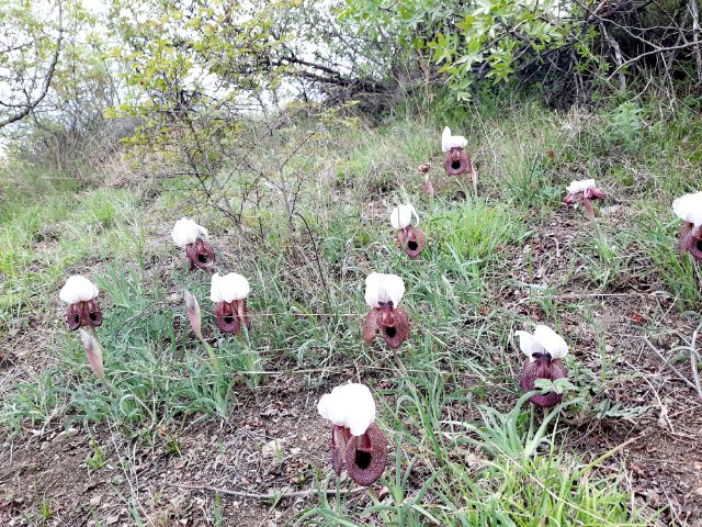 Selten gewordene Iberische Irise in Tiflis