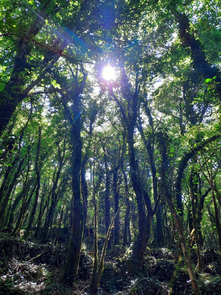 subtropischer Buchenwald in der Region Imereti