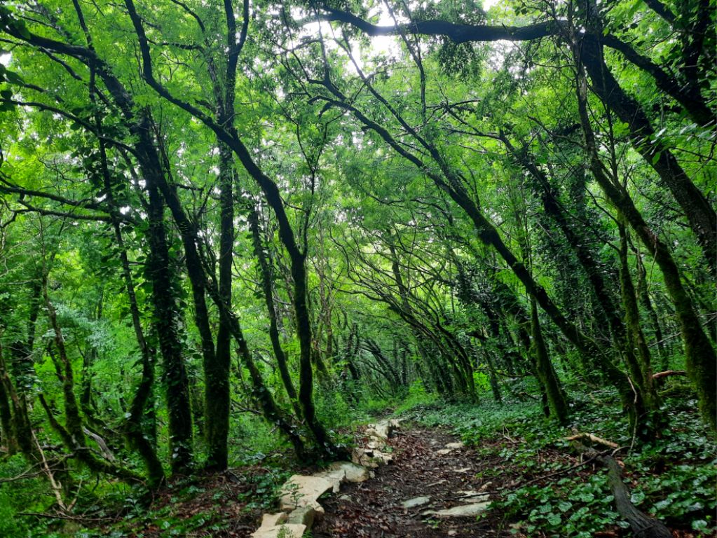 Sehr schöner subtropischer Buchenwald im Naturpark Sataplia, Georgien